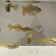 受付終了　鳳凰メダカ　成魚　上限8匹