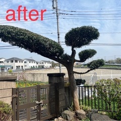 庭木の手入れ【夏前に対応可能です】