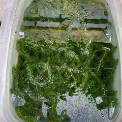 水草
