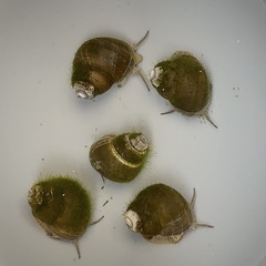 ③🌟1匹40円🌟🐚ヒメタニシ🐚