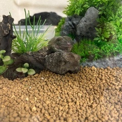 イエアメガエルの画像