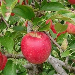 家庭菜園始めたいです