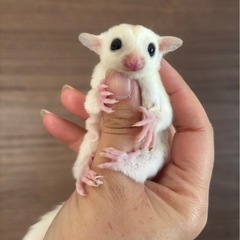 リューシ　男の子