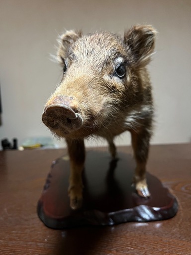 ウリ坊 剥製 (平) 小城のインテリア雑貨/小物《置物、オブジェ