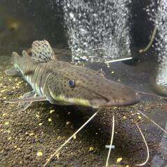 タイガーショベルノーズ