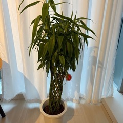 観葉植物 バンブー
