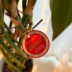 観葉植物 バンブー
の画像