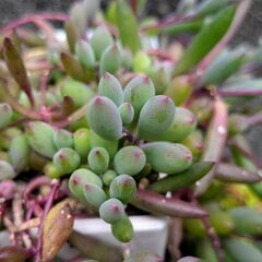 多肉植物 ルビーネックレス