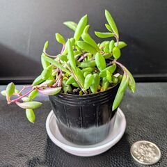 多肉植物 ルビーネックレスの画像