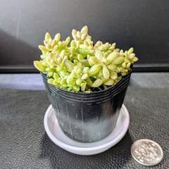 多肉植物 姫秋麗の画像