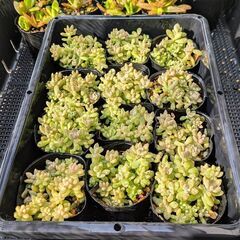 多肉植物 姫秋麗の画像