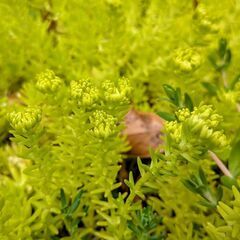 多肉植物 メキシコマンネングサ