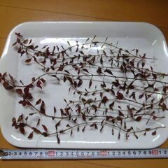 ★★ 水草 10本 ルドウィジア スーパーレッド