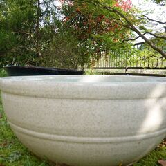 睡蓮鉢（陶器製）★メダカ付き