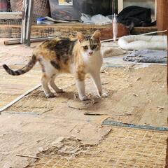 みいちゃん😸　2才