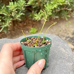 エバーフレッシュ　実生苗　3株