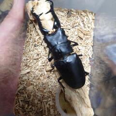 ギラファノコギリクワガタ♂単