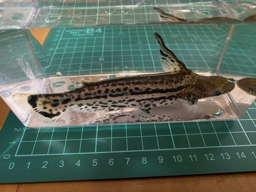 マーブルドルフィンキャット