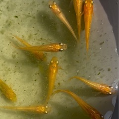 各種メダカ成魚