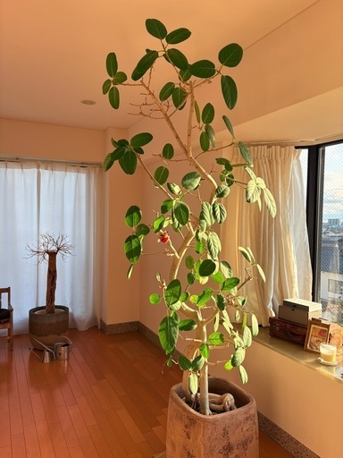 観葉植物 フィカスベンガレンシス