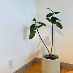 観葉植物　インドゴムノキ