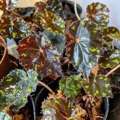 ベゴニア タイガーキトゥン 観葉植物