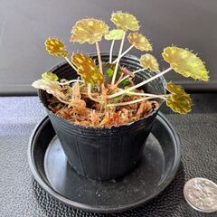 ベゴニア タイガーキトゥン 観葉植物の画像