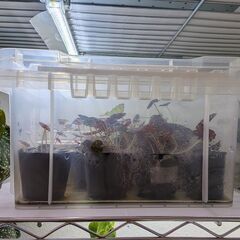 ベゴニア タイガーキトゥン 観葉植物の画像