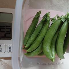 自家栽培  野菜色々