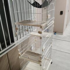 猫ゲージ3段（最終）の画像