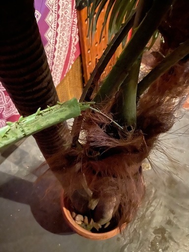 フェイクプラント　人工観葉植物　造花