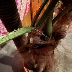 フェイクプラント　人工観葉植物　造花の画像