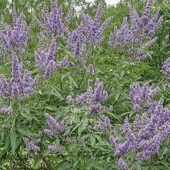 セイヨウニンジンボク　落葉低木の画像