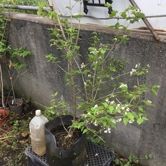 オトコヨウゾメ　１５０センチの画像