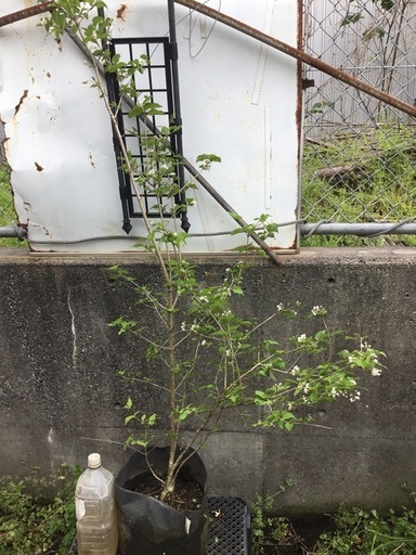 オトコヨウゾメ　１５０センチ