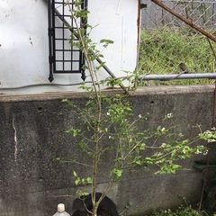 オトコヨウゾメ　１５０センチの画像