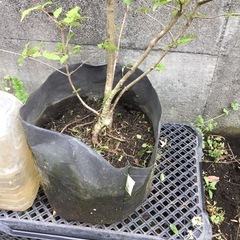 オトコヨウゾメ　１５０センチの画像