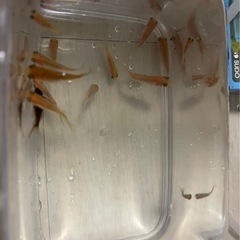 金魚と水槽セットの画像