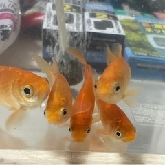 金魚と水槽セットの画像