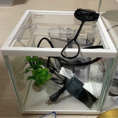 金魚と水槽セットの画像