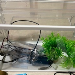 金魚と水槽セットの画像