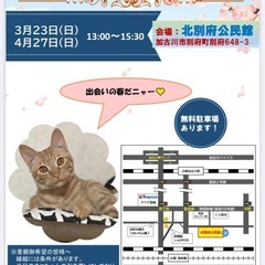 4/27保護ねこの里親会