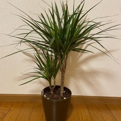 ドラセナ マジナータ 植木鉢6号