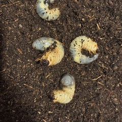 25年度　カブトムシの幼虫の画像