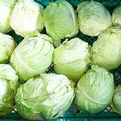 限定✨️キャベツ🥬（15ｋｇ） オンライン決済