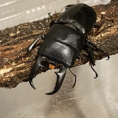 【本土ヒラタクワガタ】埼玉県熊谷市産トリオ