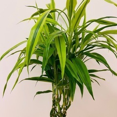 ラッキーバンブー　観葉植物の画像