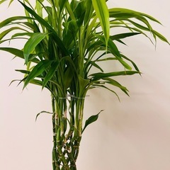 ラッキーバンブー　観葉植物の画像