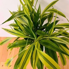 ラッキーバンブー　観葉植物の画像