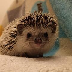 ハリネズミ🦔